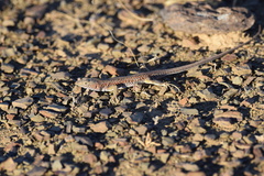 Pedioplanis laticeps