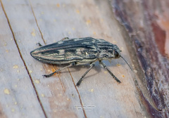 Chalcophora mariana