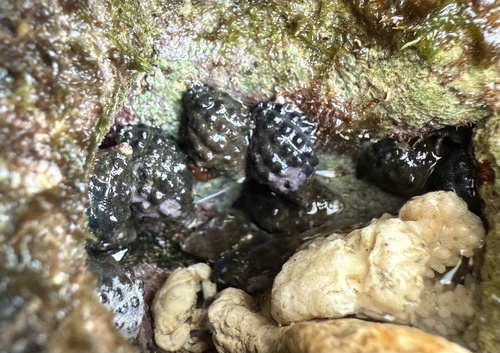 Tenguella granulata observed 2025-12-04