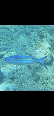 Caesio varilineata