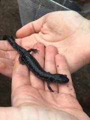 Plethodon glutinosus