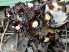 Bdallophytum americanum