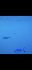 Caesio lunaris