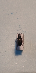 Platycerus depressus