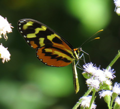 Mechanitis polymnia lycidice