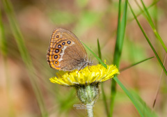 Coenonympha hero