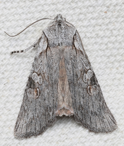 Large Grey Pinion photo 3