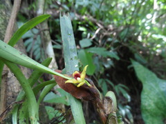 Maxillaria variabilis
