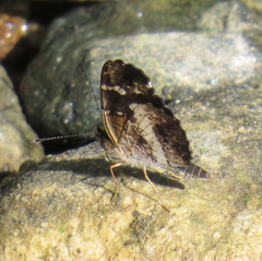 Castilia