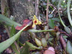 Maxillaria variabilis
