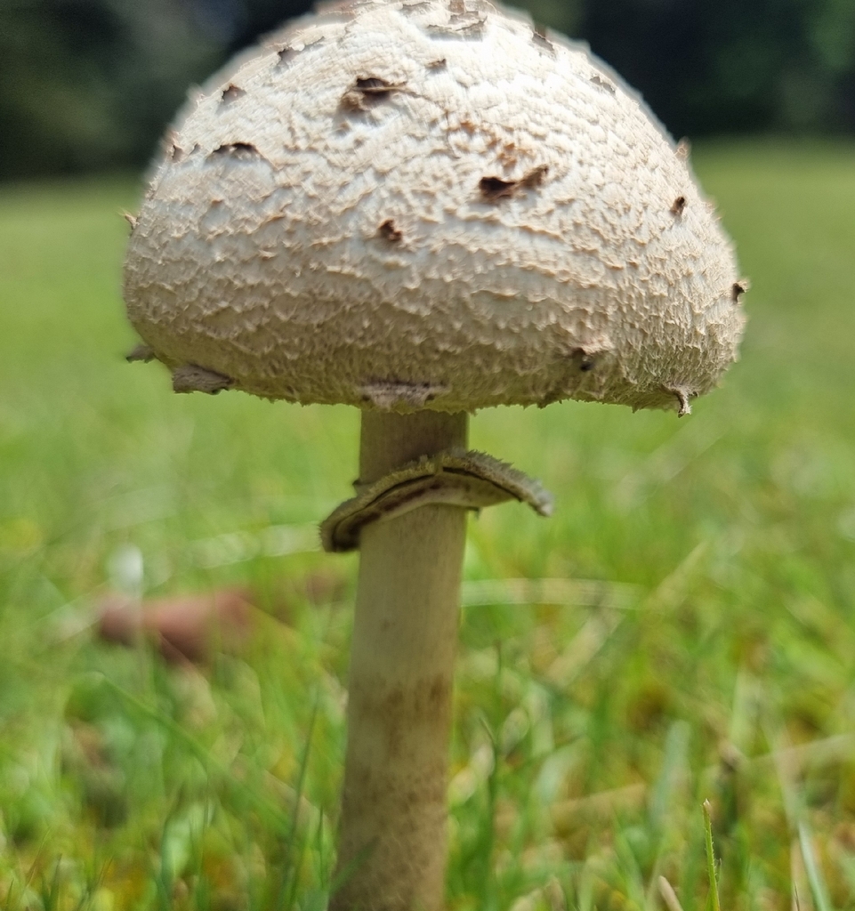 Macrolepiota clelandii · December 2025 · photo: © possumpete (iNaturalist, cc0)