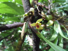 Maxillaria variabilis