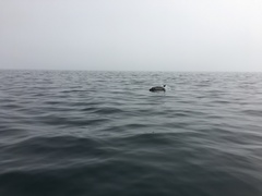 Delphinus