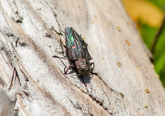 Chrysobothris chrysostigma