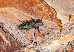 Chrysobothris chrysostigma