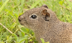 Galea leucoblephara