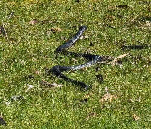 Tiger Snake sighting