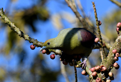 Treron formosae formosae