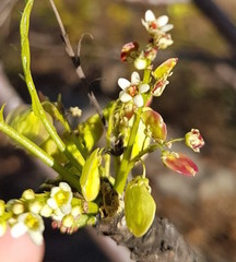 Pseudosmodingium andrieuxii
