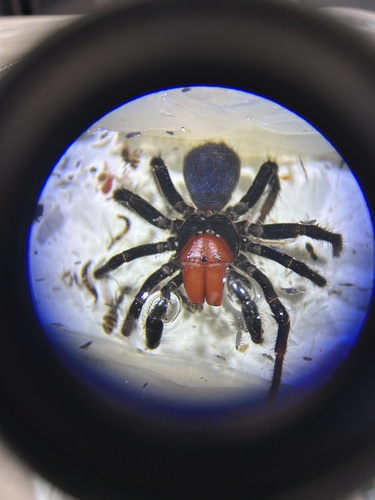 Red-headed Mouse Spider