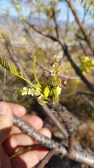 Pseudosmodingium andrieuxii