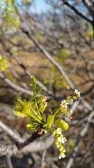 Pseudosmodingium andrieuxii