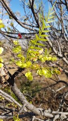 Pseudosmodingium andrieuxii
