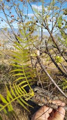 Pseudosmodingium andrieuxii