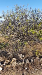 Pseudosmodingium andrieuxii