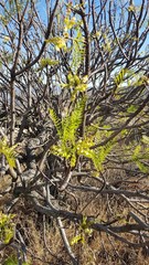 Pseudosmodingium andrieuxii