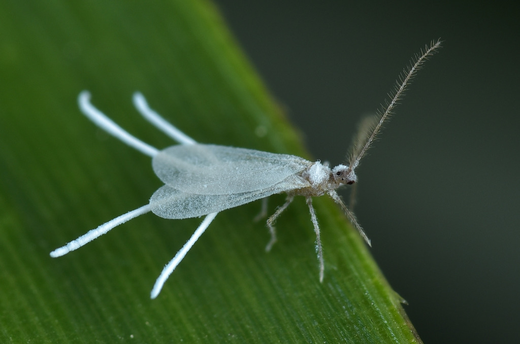 Mnb Insect Mealybugs from 中国广东省珠海市斗门区 on November 26, 2025 at 02:21 PM by 刘昭宇 ...