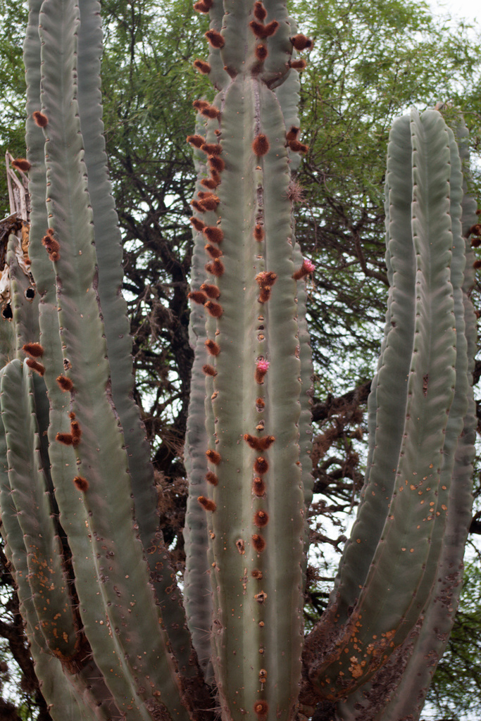 Neoraimondia herzogiana