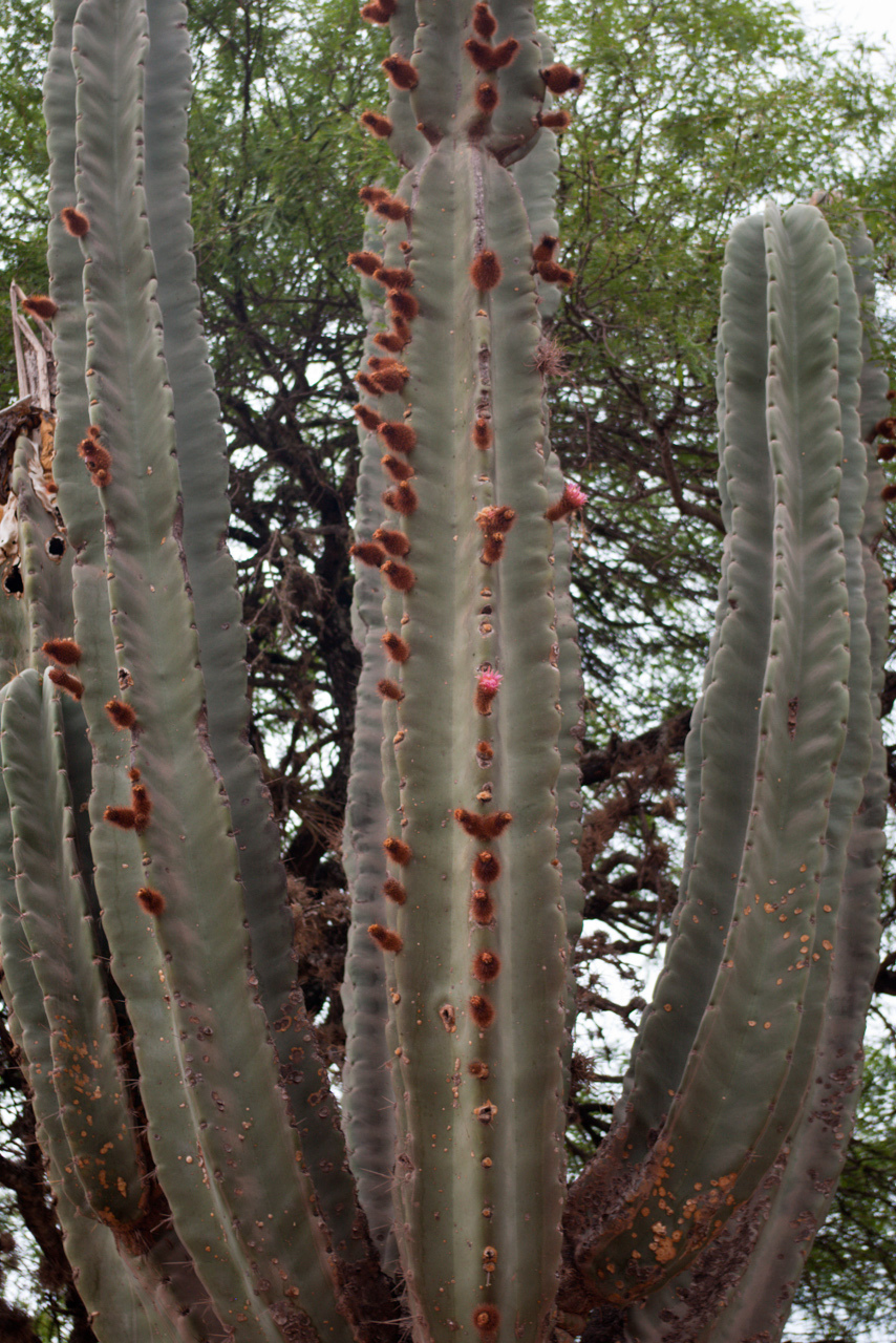 Neoraimondia herzogiana