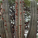 Neoraimondia herzogiana - Photo (c) Martin Lowry, algunos derechos reservados (CC BY-NC), uploaded by Martin Lowry