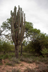 Neoraimondia herzogiana
