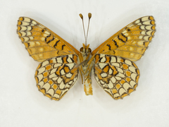 Euphydryas anicia hermosa