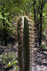 Neoraimondia herzogiana