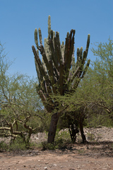 Neoraimondia herzogiana