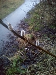 Salix caprea