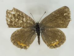 Euphilotes centralis