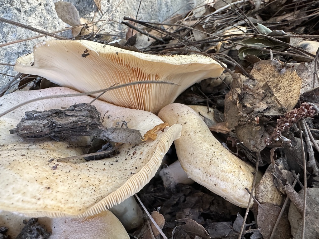 Lactarius alnicola · December 2025 · photo: © irinamitine (iNaturalist, cc-by)