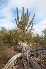 Neoraimondia herzogiana