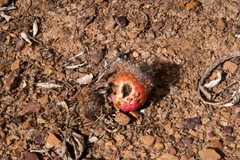 Neoraimondia herzogiana