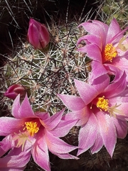 Mammillaria mazatlanensis