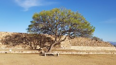 Pseudosmodingium andrieuxii