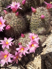 Mammillaria mazatlanensis