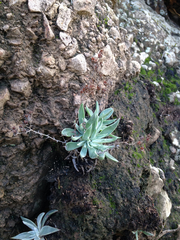 Dudleya verityi