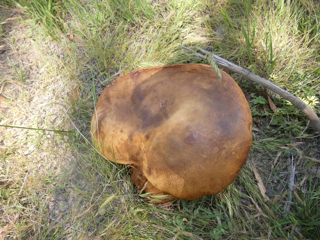 Phlebopus marginatus · December 2025 · photo: © specedex (iNaturalist, cc-by-nc)
