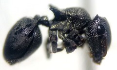 Cephalotes columbicus