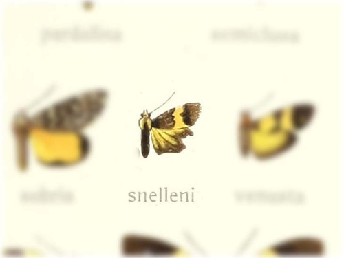 Blabioides snelleni